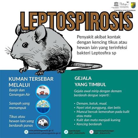 tikus menyebabkan leptospirosis